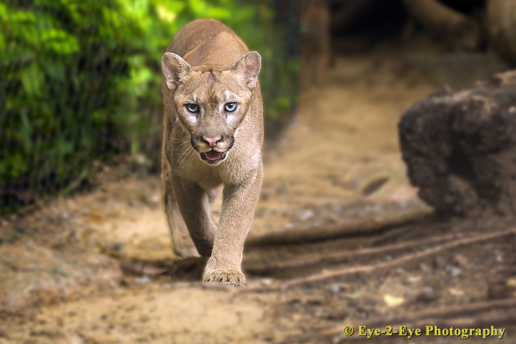Puma on the Prowl