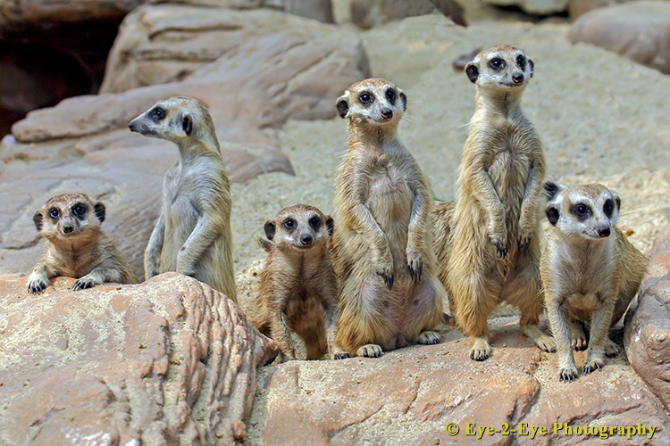 The Wild Bunch