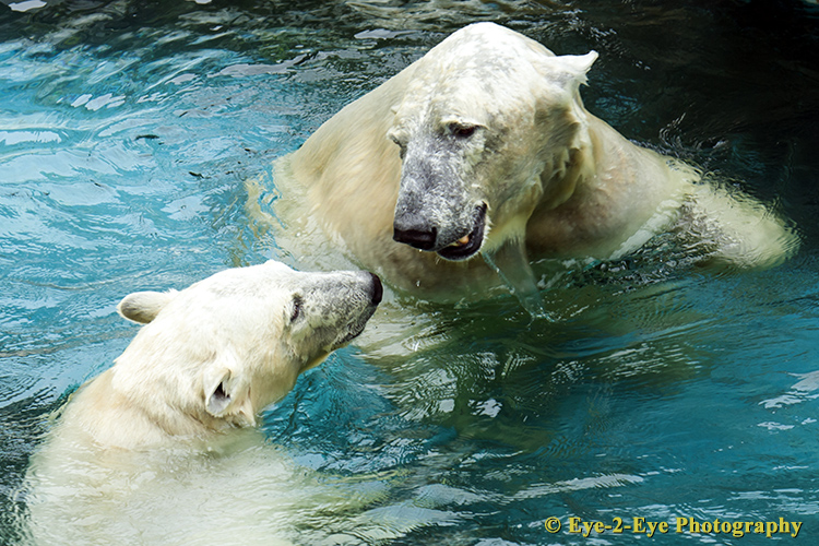 Polar Bears