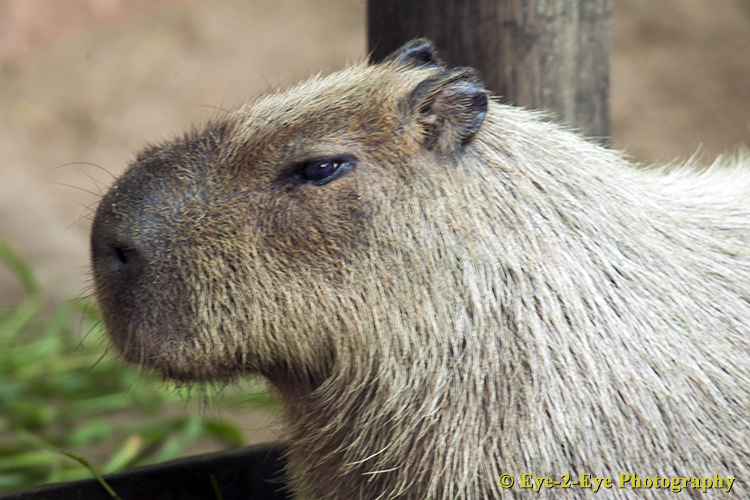 Capybara