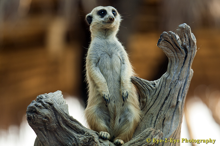 Lookout