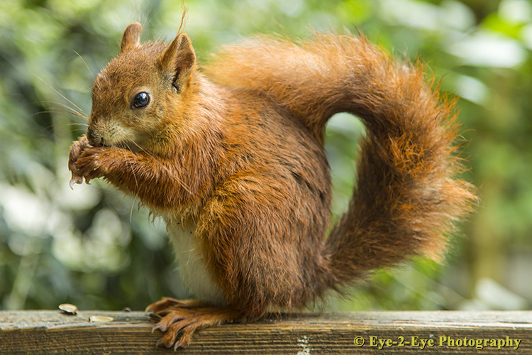 Red Squirrel