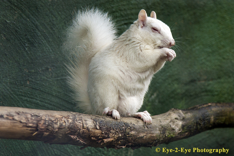 Albino Squirrel