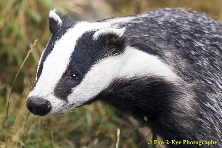 Badger