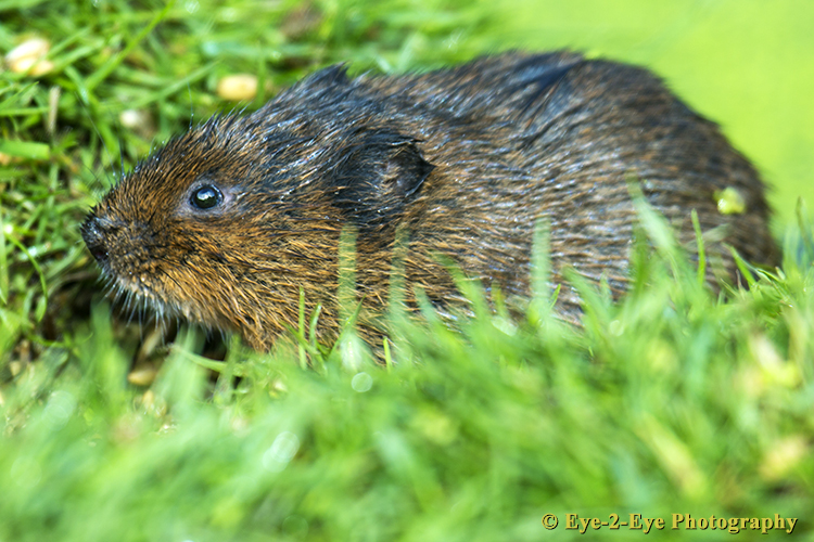 Water Vole
