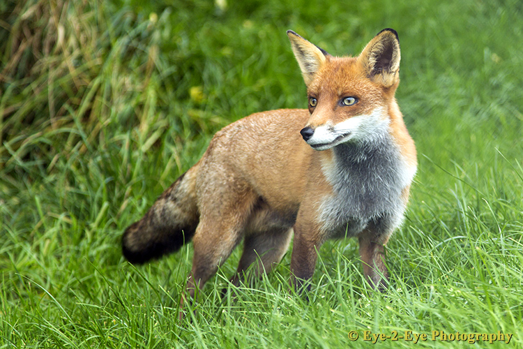 Fox