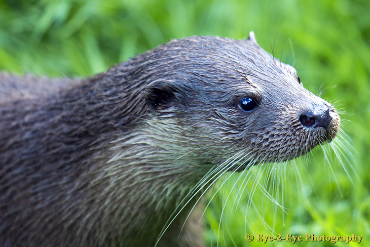 Otter