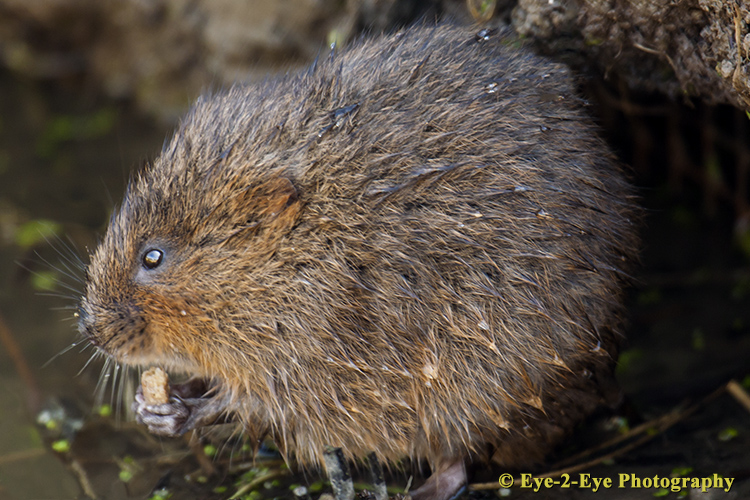Water Vole
