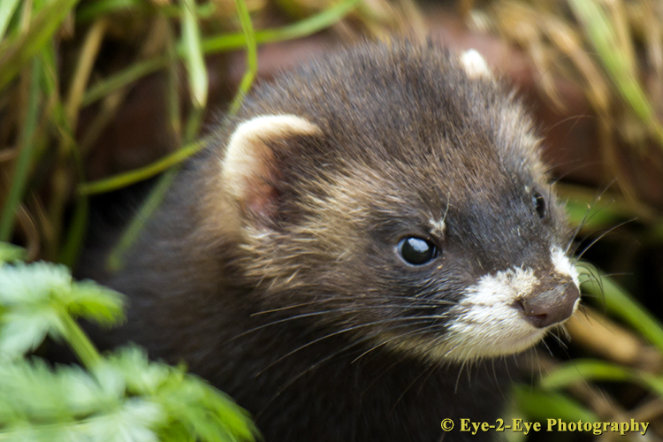 Polecat