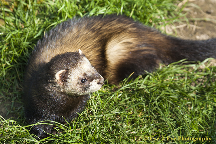 Polecat