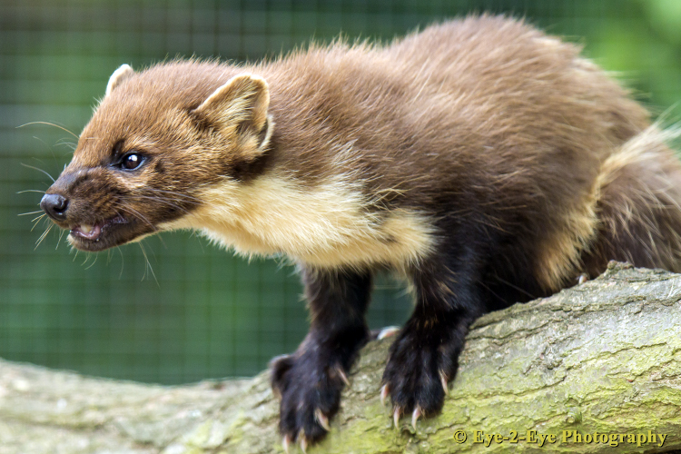 Pine Marten