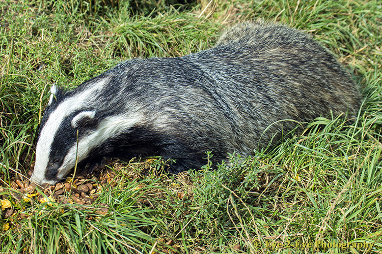 Badger