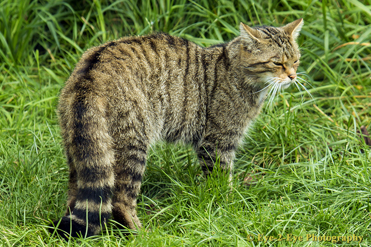 Scottish Wild Cat