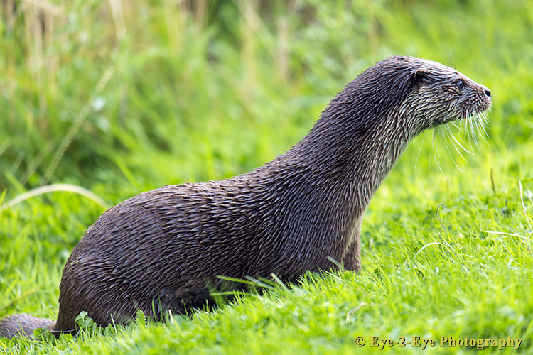 Otter