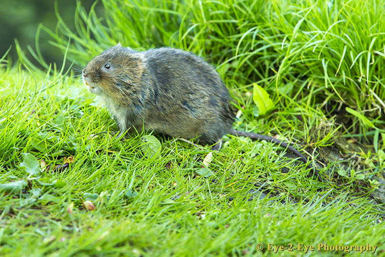 Water Vole