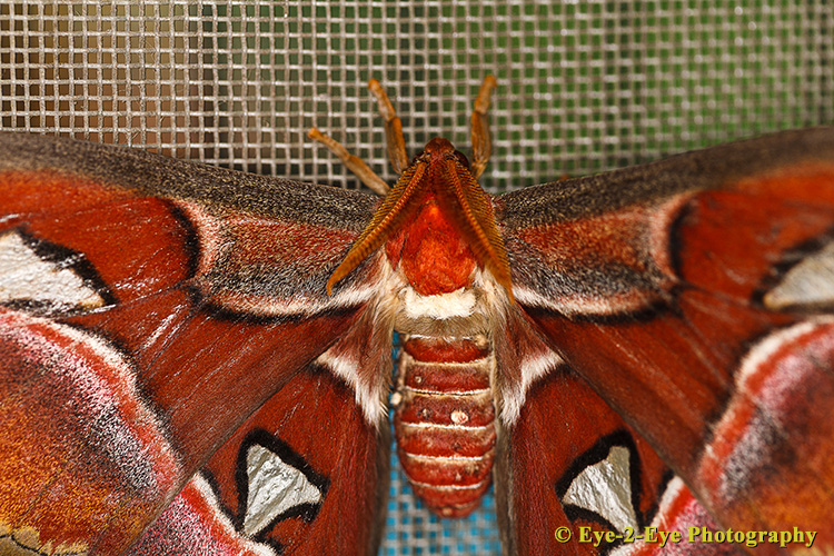 Atlas Moth