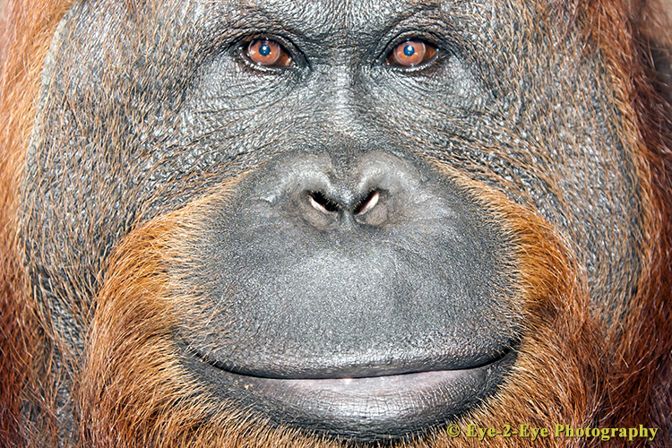 Orangutan - Adult Male