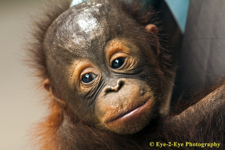 Orangutan - Baby