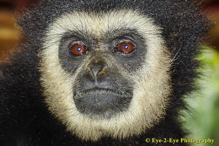 White Handed Gibbon - Male