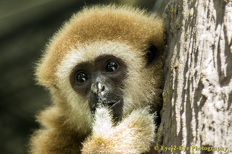 White Handed Gibbon - Young Female