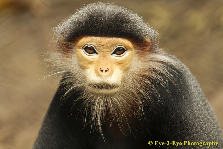 Douc Langur