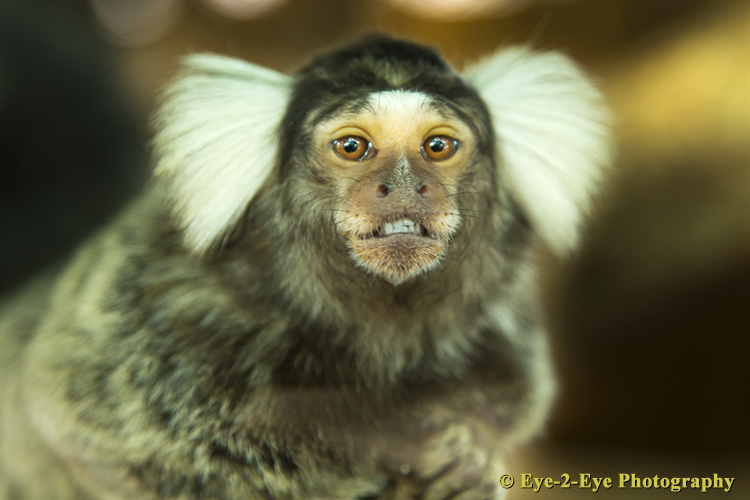 Common Marmoset