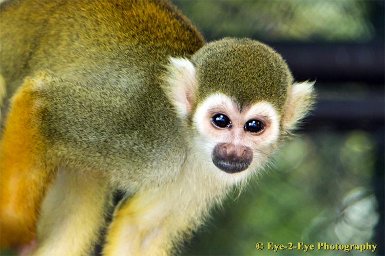 Squirrel Monkey