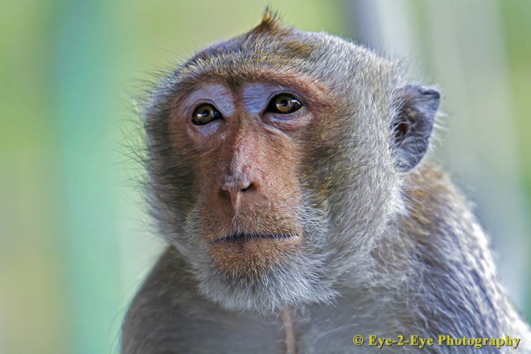 Macaque