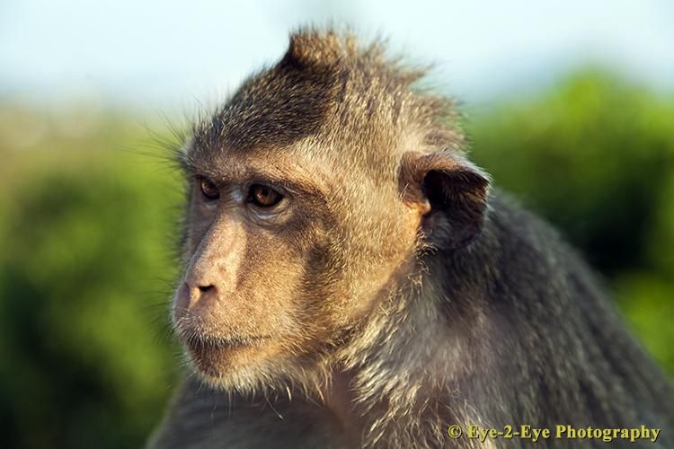 Macaque