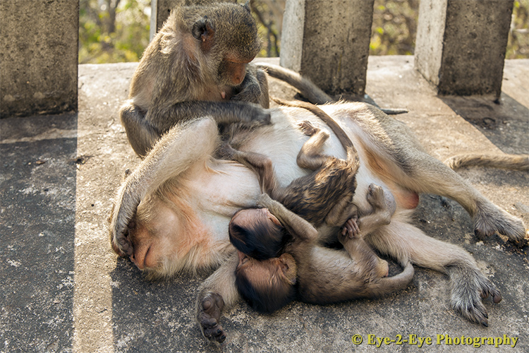 Macaque - Mother and Babies