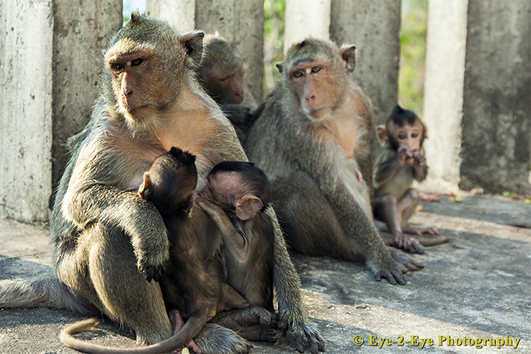Macaque - Mother and Babies