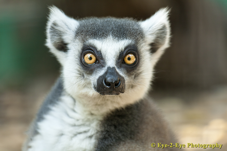 Ring Tailed Lemur