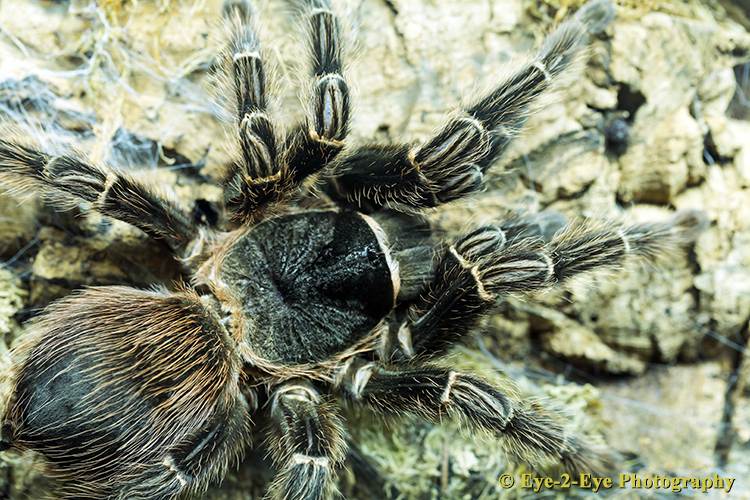 Trantula
