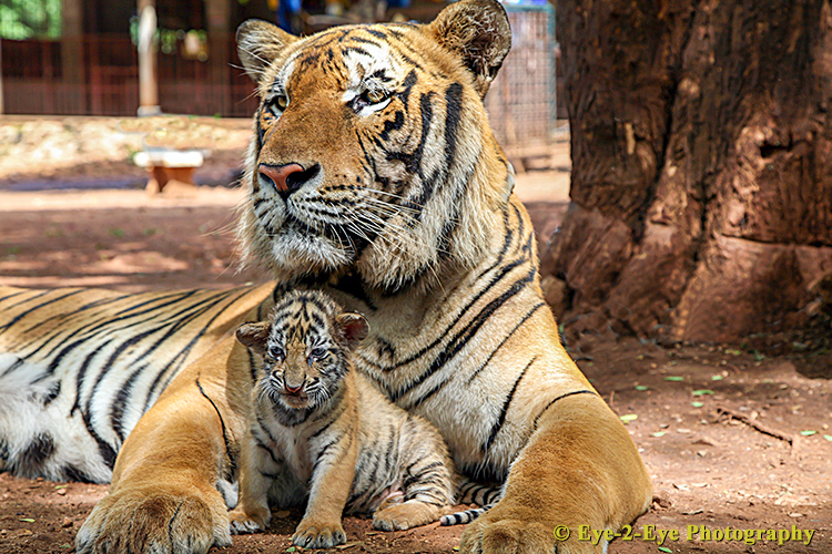 Father & Son