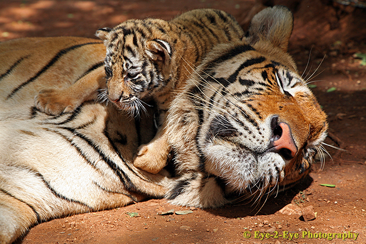 Father & Son