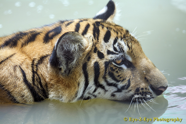 Tigers love water
