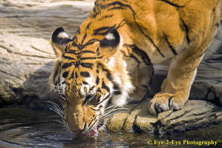 Thirsty