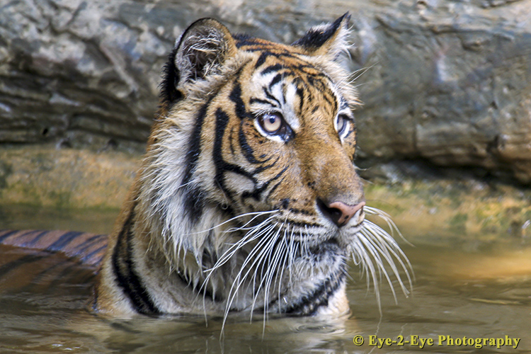 Cooling Off