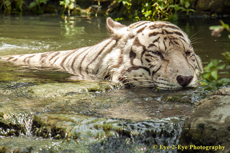 Cooling Off