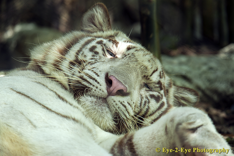 Afternoon Nap