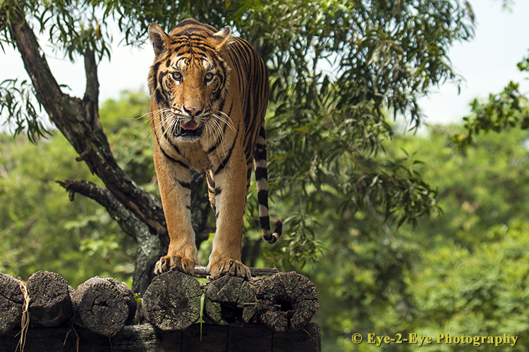 On the Prowl