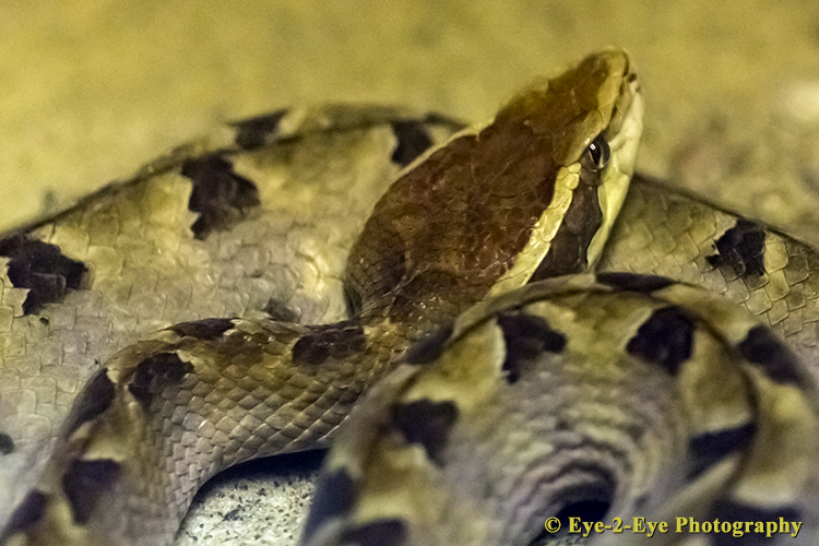 Malaysian Pit Viper