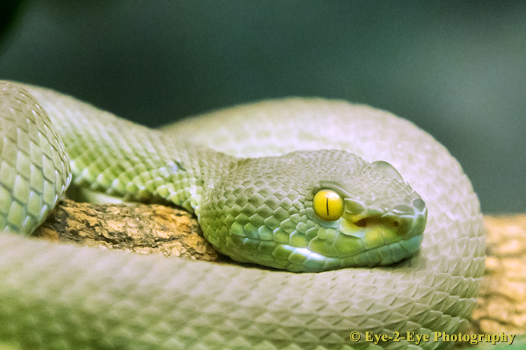 Big Eyed Pit Viper