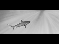 1-Winner Jo Mahy Annual PDI shark