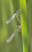 1st Anthony Le Conte ,Annual Nature PDI, Damselflies Mating