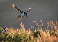1st Derek Bridel AFIAP, BPE2, Winged Animals, Skomer Landing