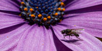 1st Joanne Mahy ,In Your Garden, Purple And Fly