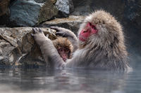 1st Joanne Mahy Annual Nature Open PDI, Snow Monkey With Baby