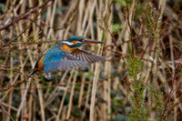 1st Martin Sarre Nature Kingfisher In Flight