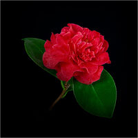 1st Nigel Du Jardin ,Red-any shade, Camellia